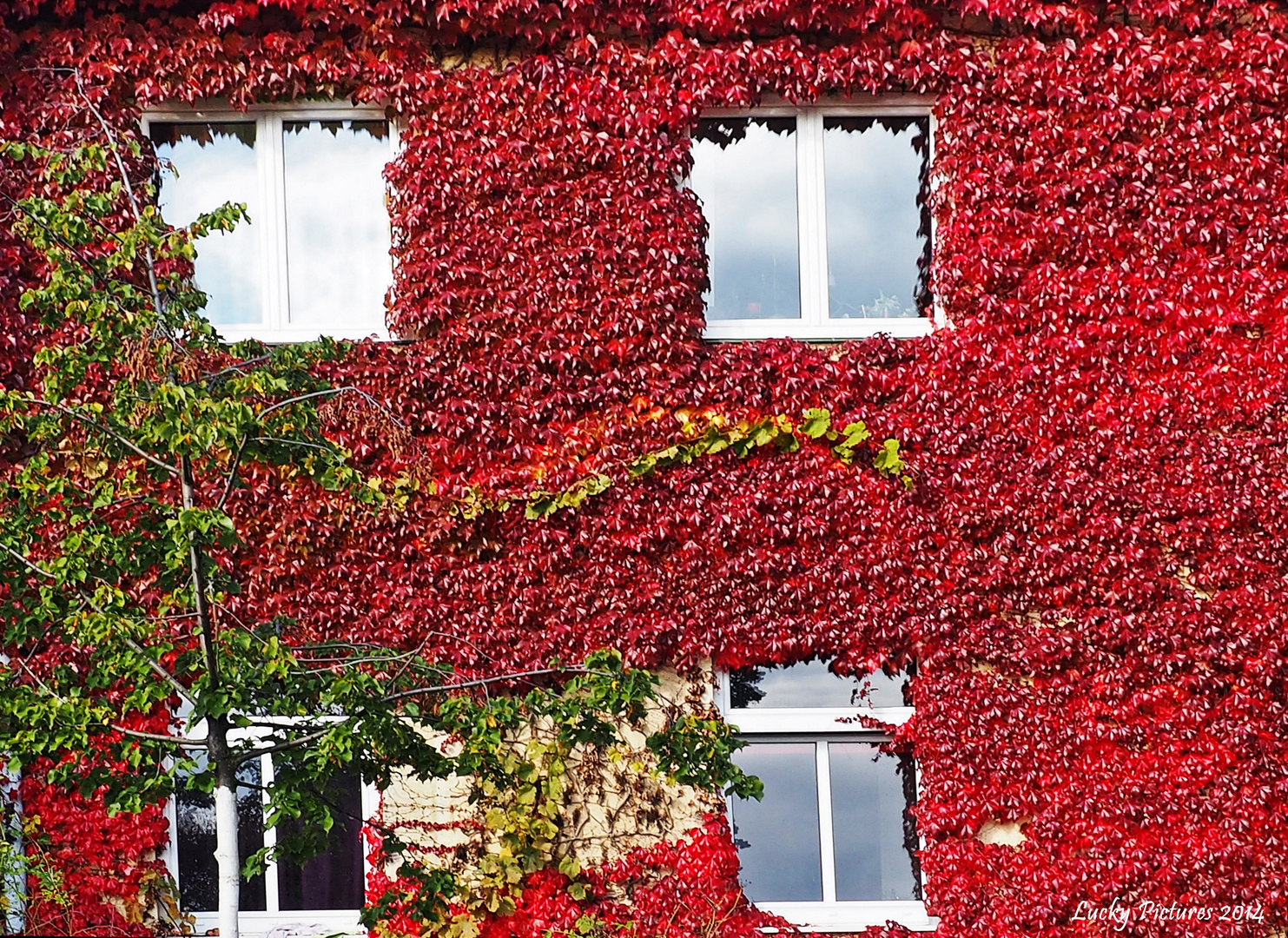 rot grün