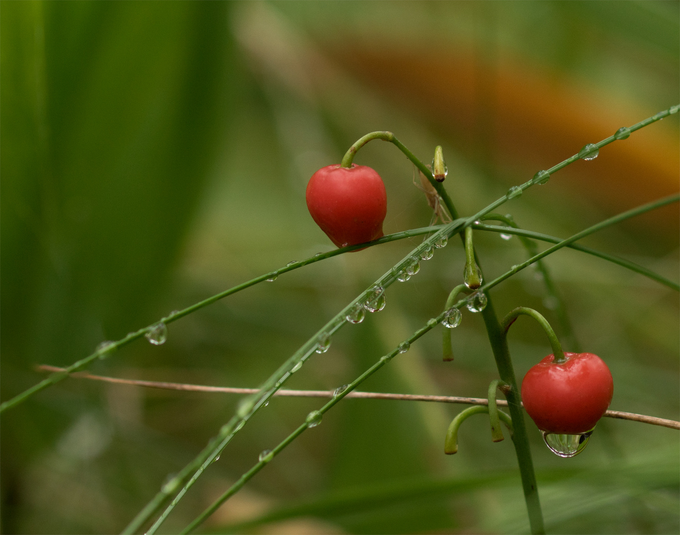 rot-grün bedröppelt