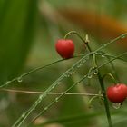 rot-grün bedröppelt