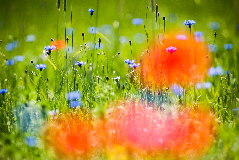 rot grün blau