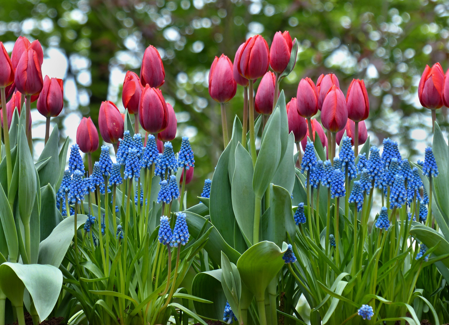 ROT - GRÜN - BLAU