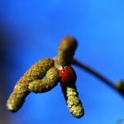 Rot Grün Blau 