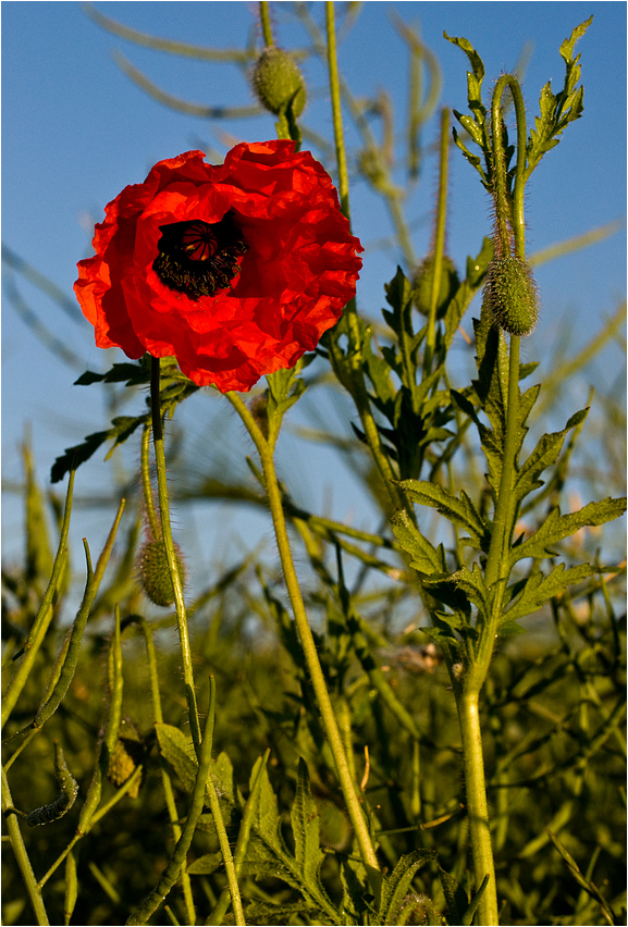 rot grün blau