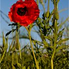 rot grün blau