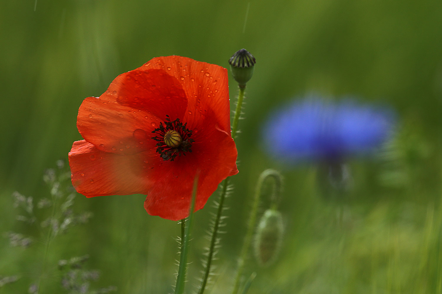 Rot, grün, blau - nach dem Regen