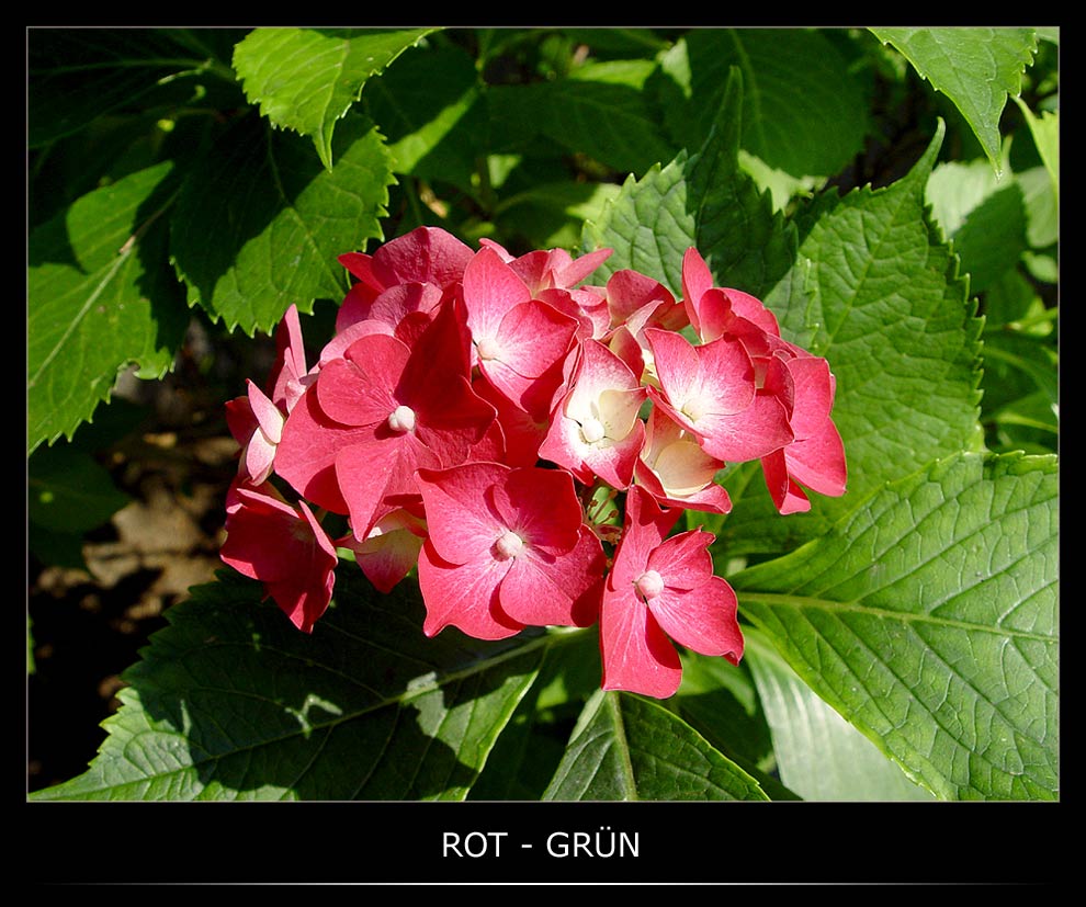 ROT - GRÜN