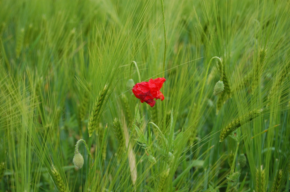 Rot-Grün