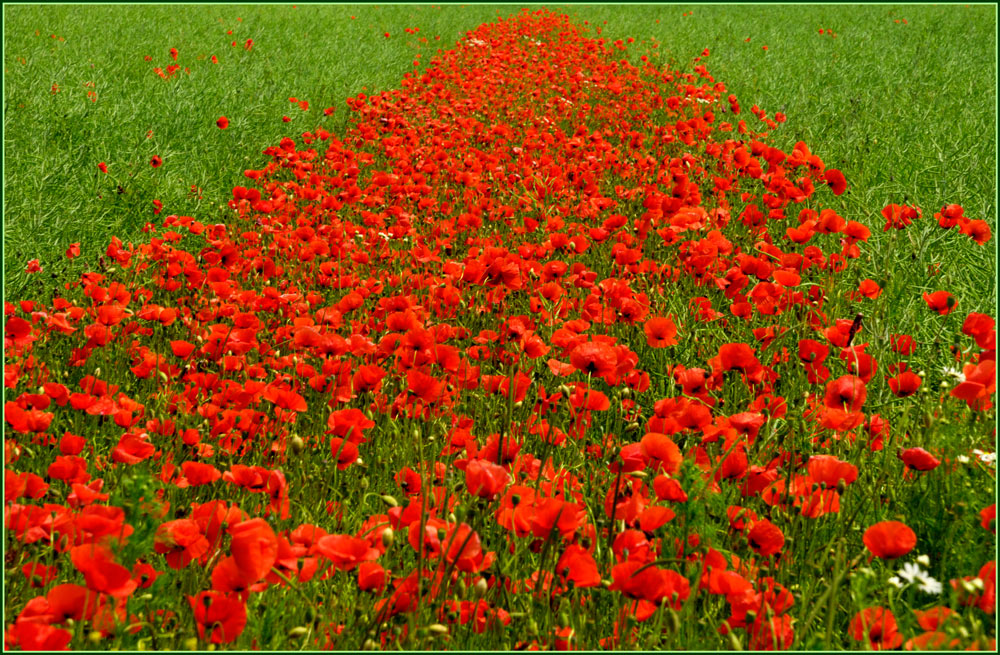 Rot /Grün