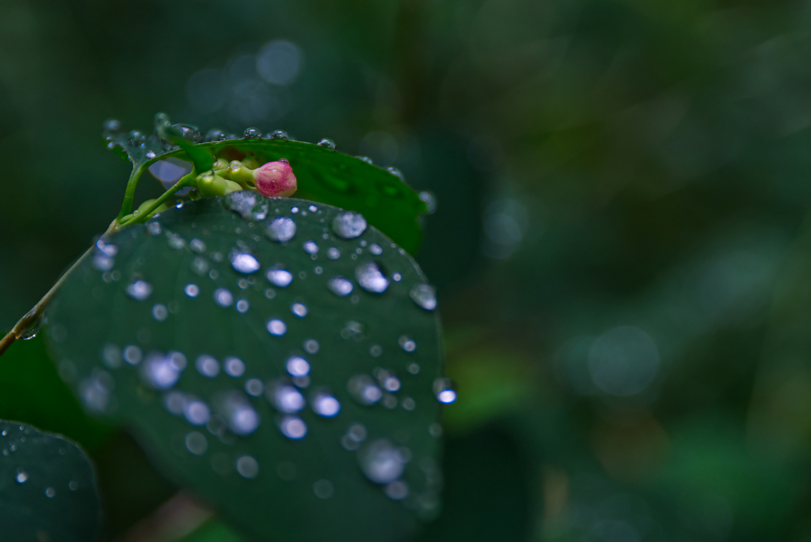 Rot Grün im Regen