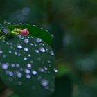 Rot Grün im Regen