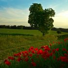 Rot Grün in Bayern??.....die ganze Wahrheit...