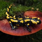 rot-grün-schwarz-gelb