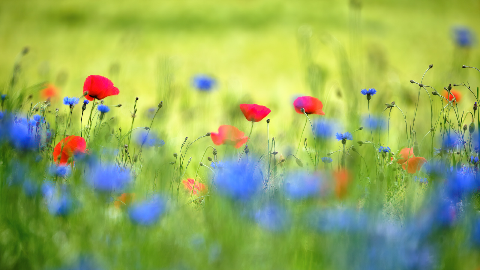 Rot, Grün und Blau