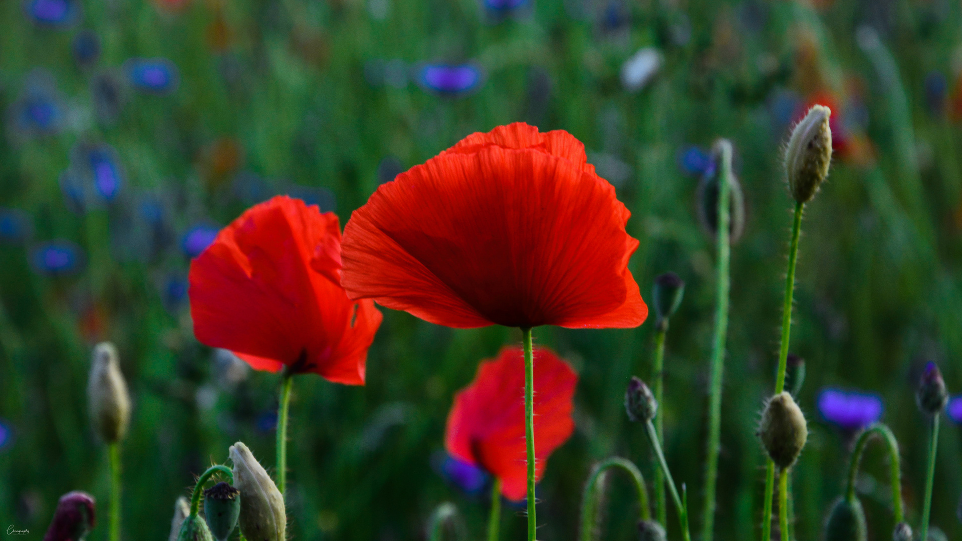 Rot, grün und ein wenig blau