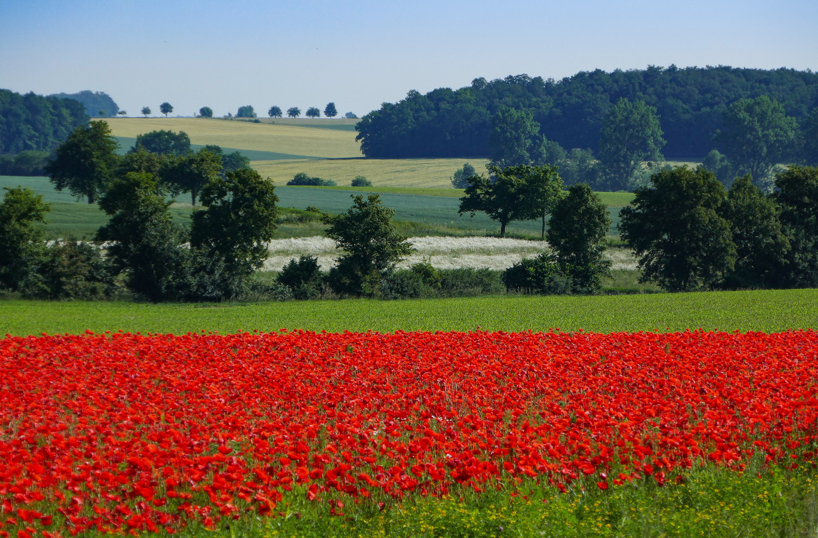 Rot-Grün-Weiß-Blau