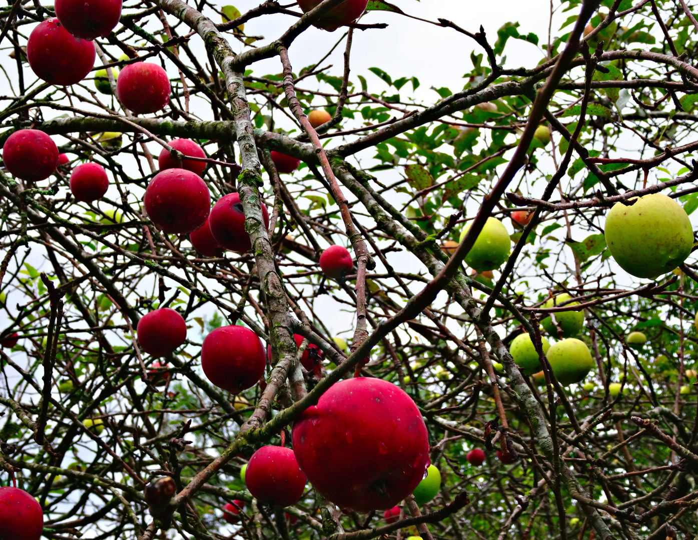 rot-grünes Apfelvergnügen