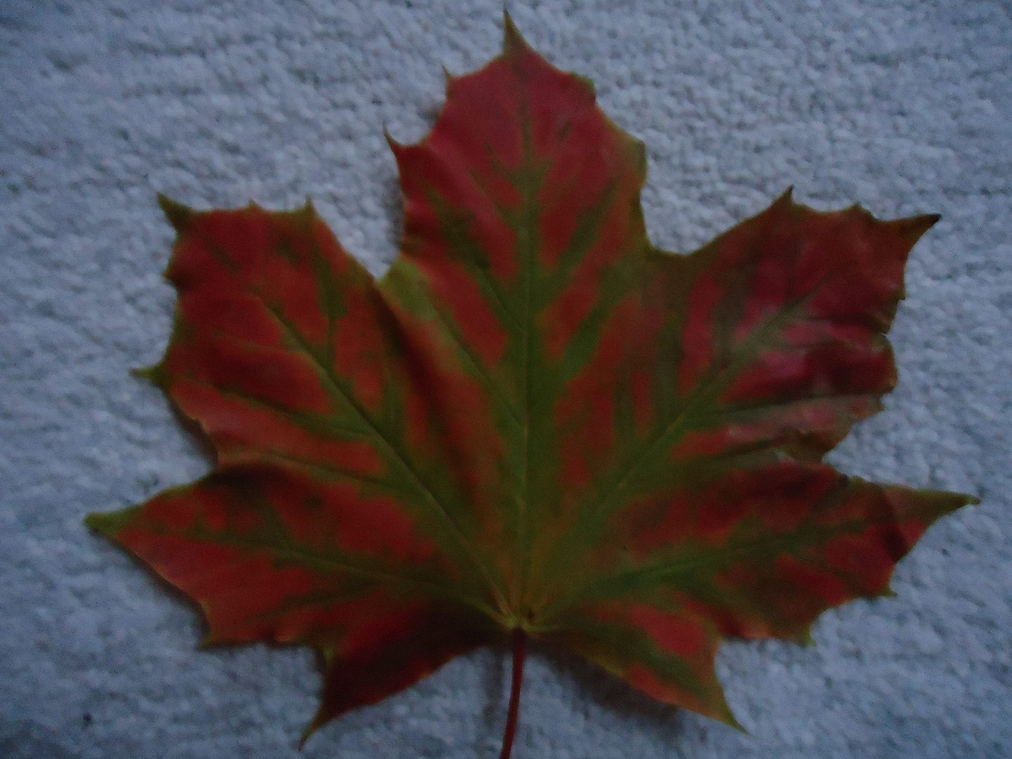 rot-grünes Herbstblatt