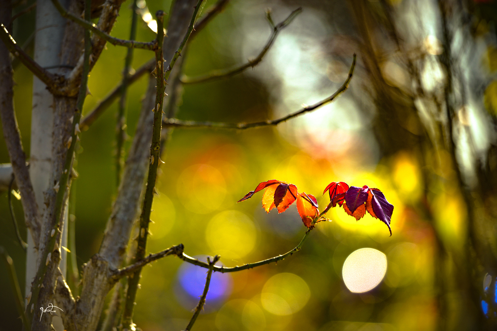 Rot herbstliche Blätter