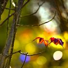 Rot herbstliche Blätter