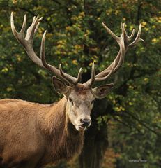 Rot Hirsch