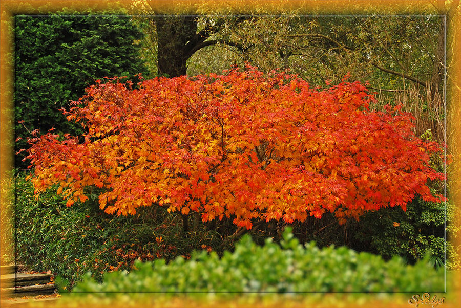 Rot im China-Garten