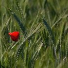 Rot im Feld