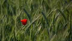 Rot im Feld