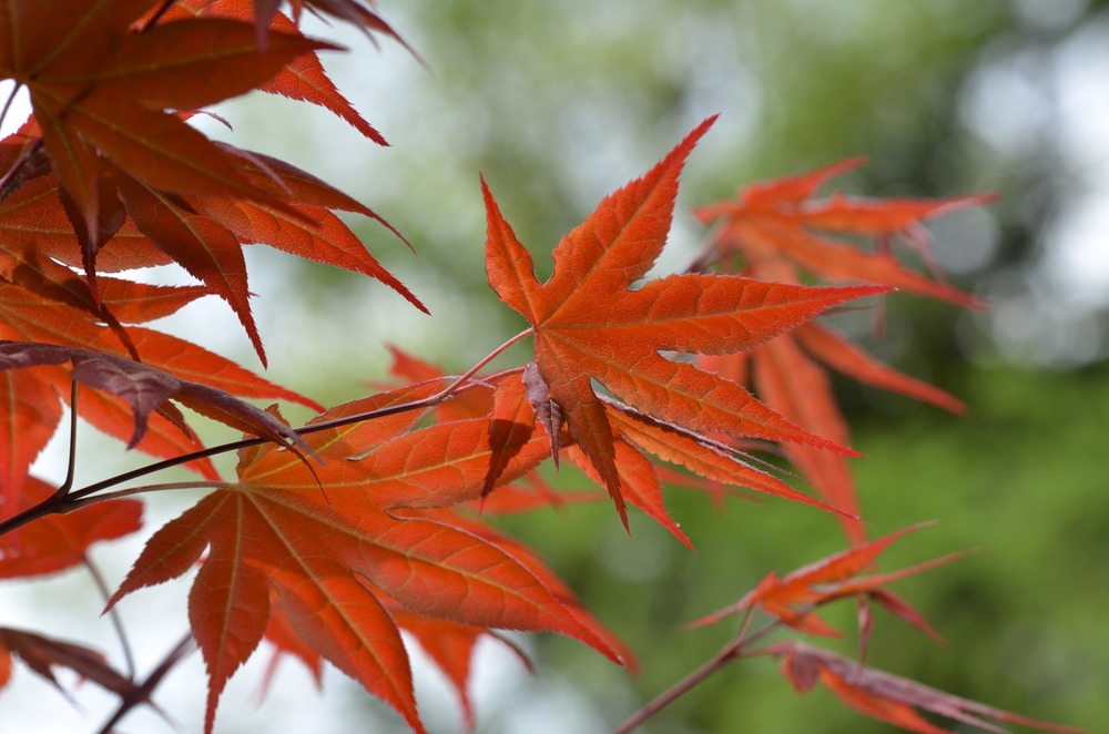 * Rot im Garten *