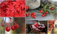 Rot im Garten