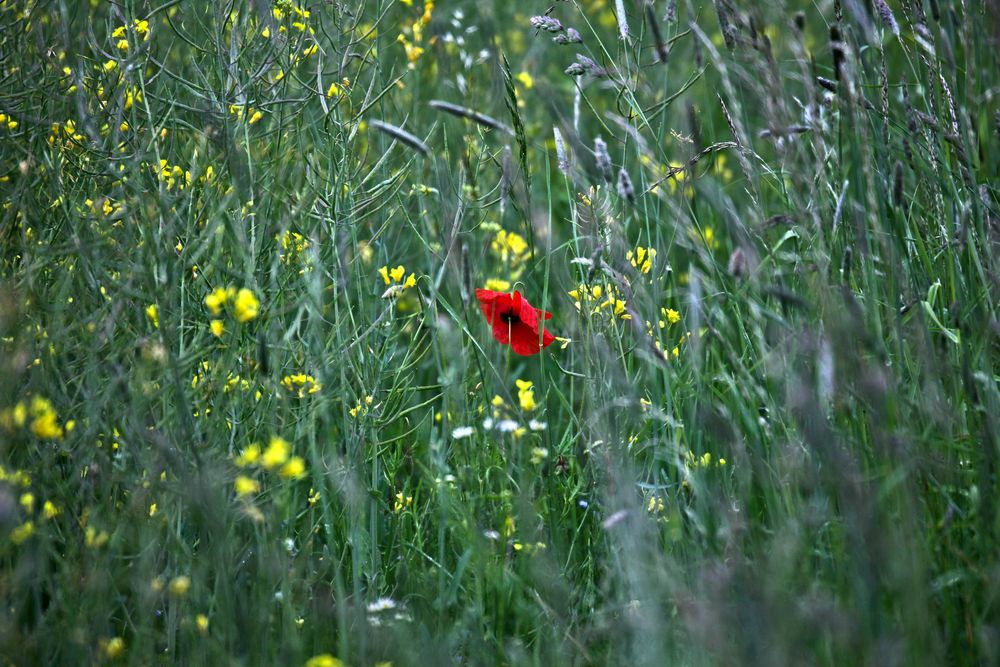 Rot im Grün