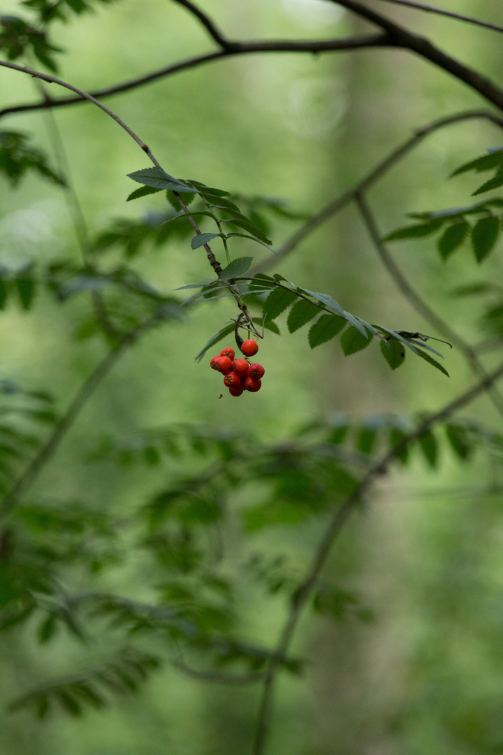 Rot im Grünen