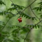 Rot im Grünen