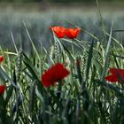 Rot im Grünen