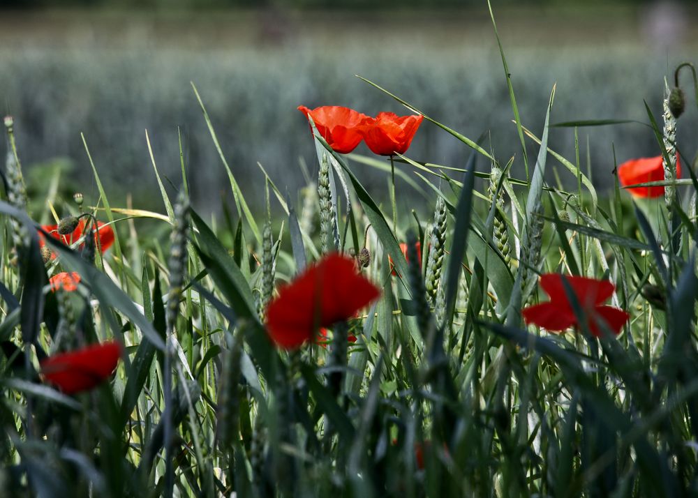 Rot im Grünen