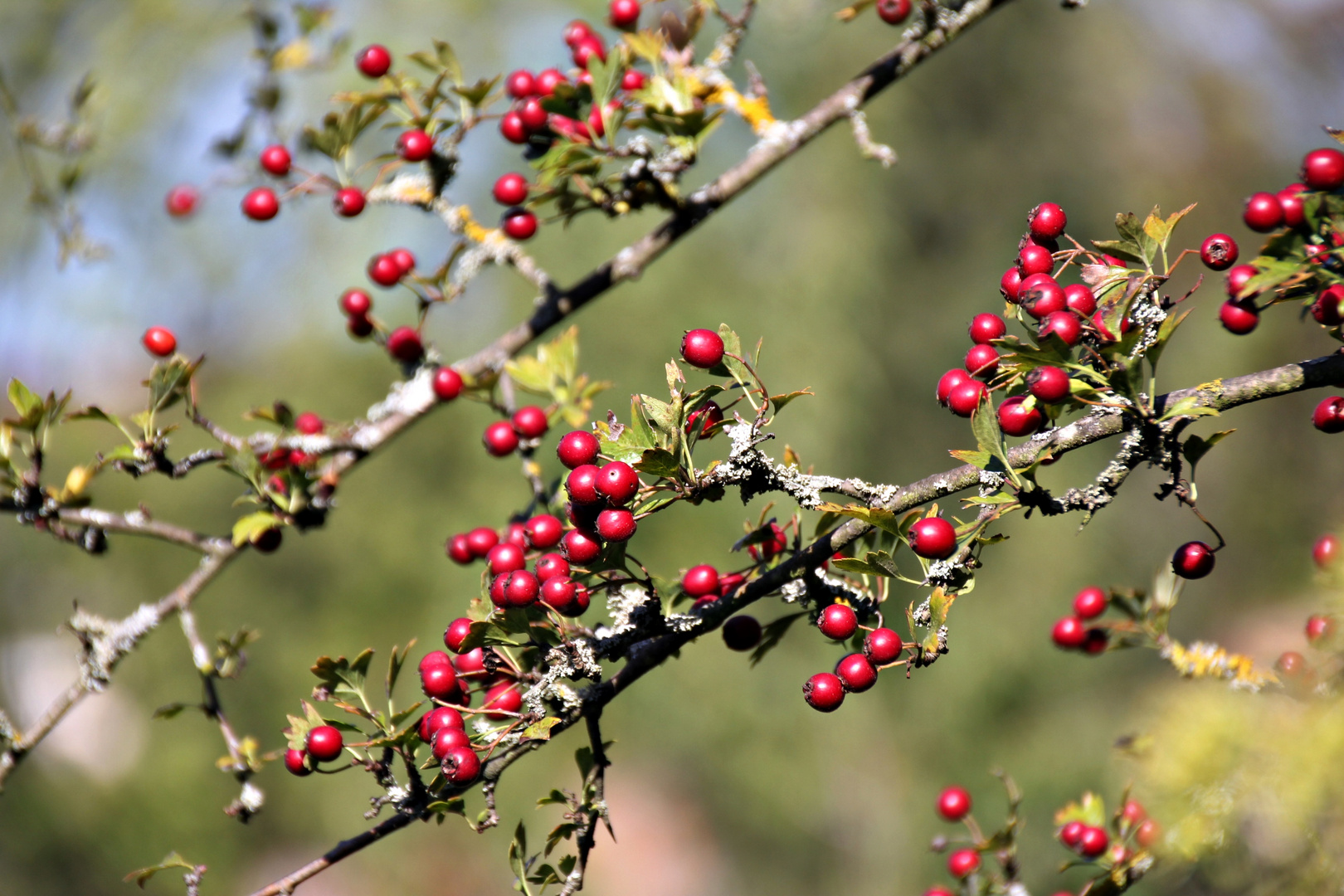 Rot im Herbst