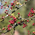 Rot im Herbst