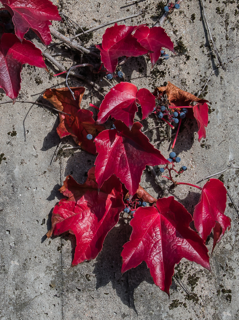 ROT IM HERBST