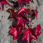 ROT IM HERBST