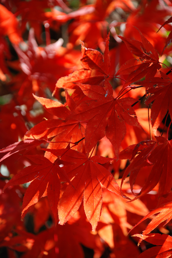 Rot im Herbstlicht