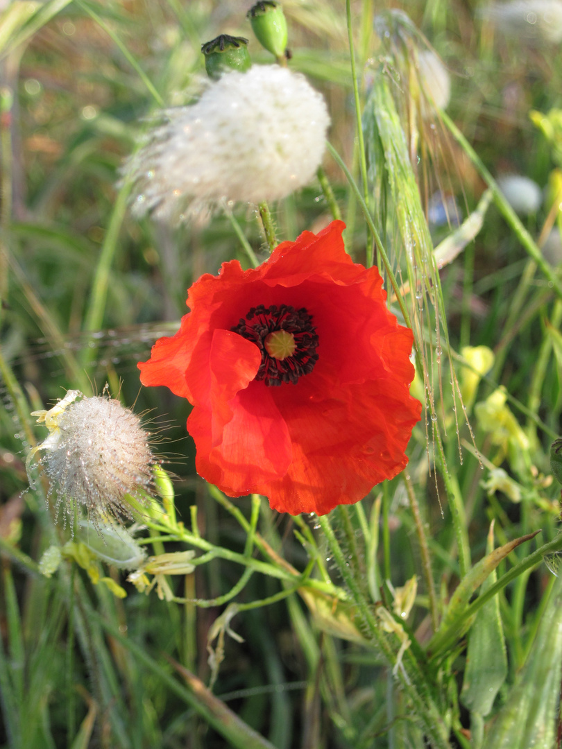 Rot im Morgentau