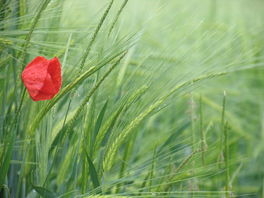 Rot im Regenwind