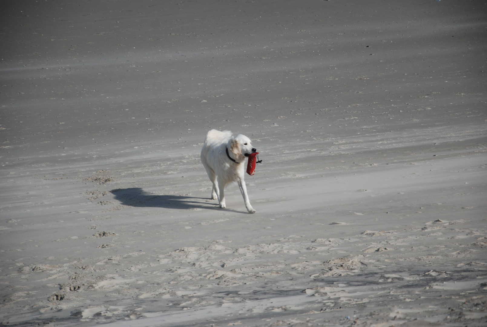 rot im Sand