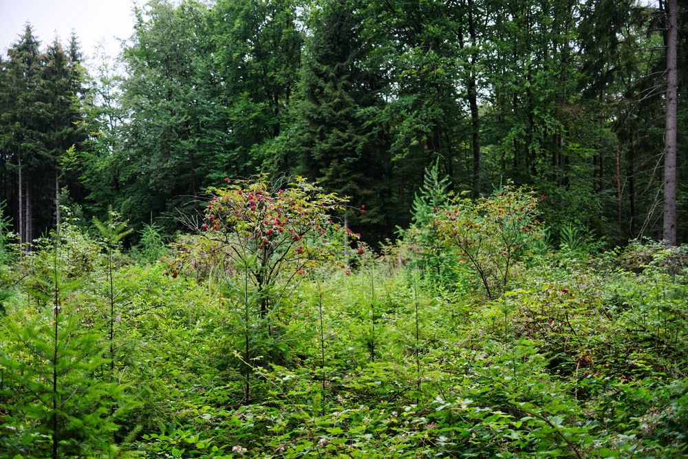 Rot im Sommereinheitsgrün