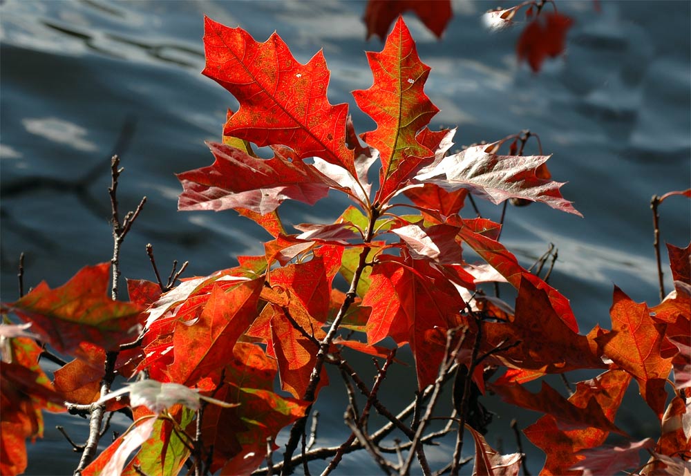 Rot "im" Wasser