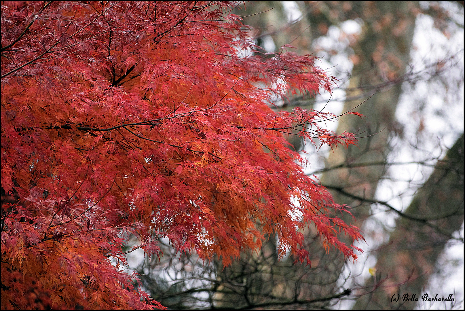 Rot im Winter