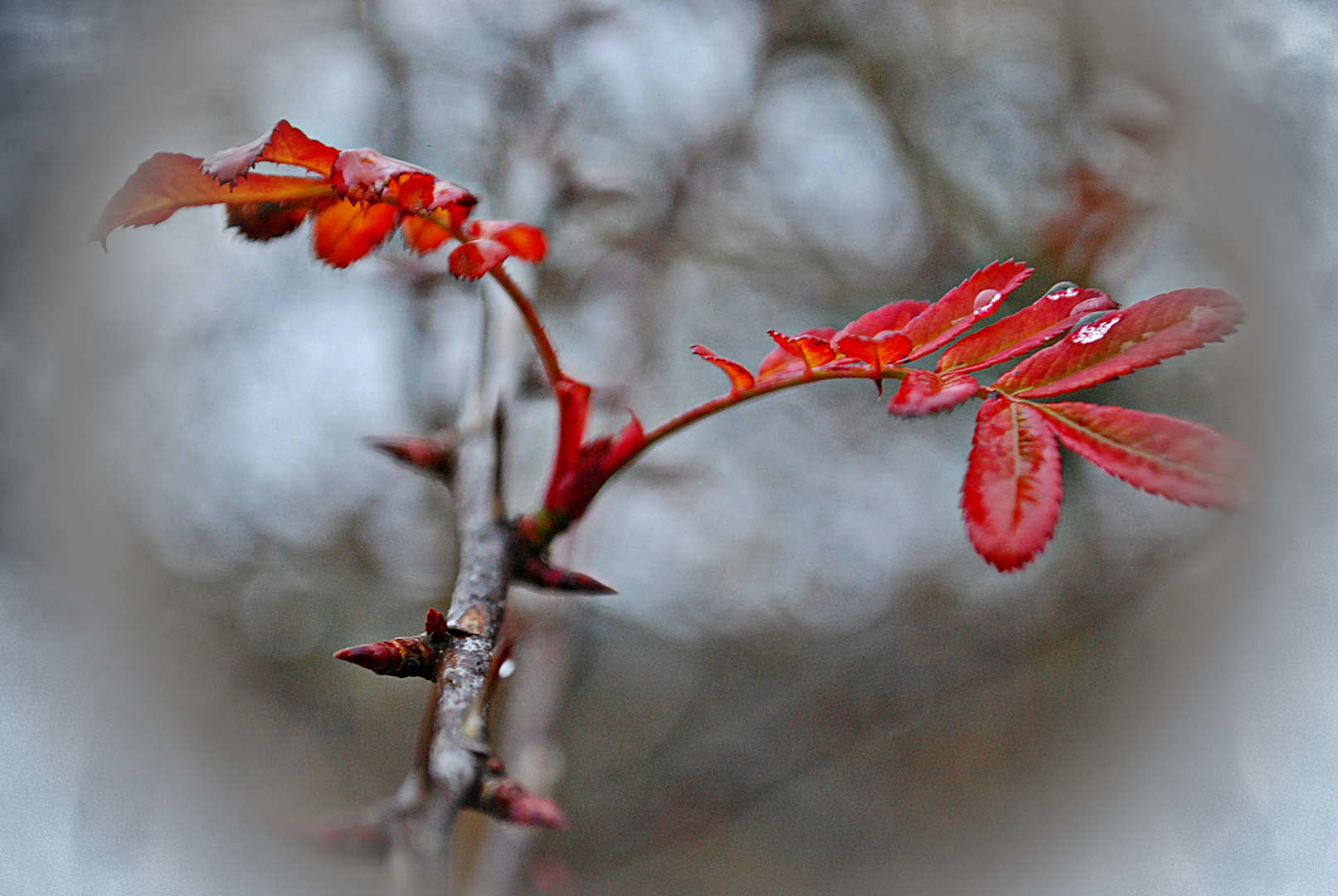 ROT im Winter...