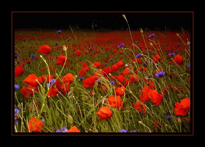 Rot in Natura von Rudi Gauer