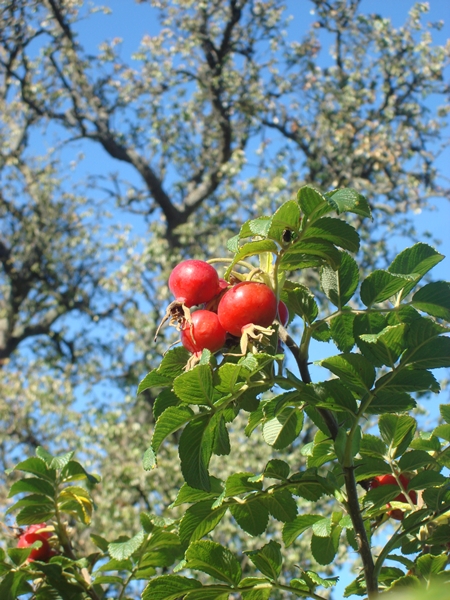 Rot inmitten Grün