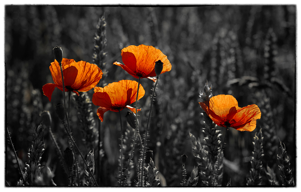 Rot ist der Mohn