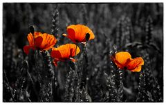 Rot ist der Mohn